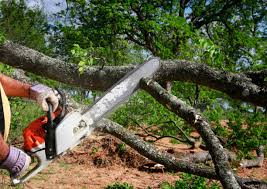 Best Tree Disease Treatment  in Walkersville, MD