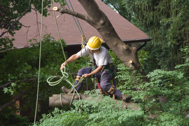 Best Hazardous Tree Removal  in Walkersville, MD