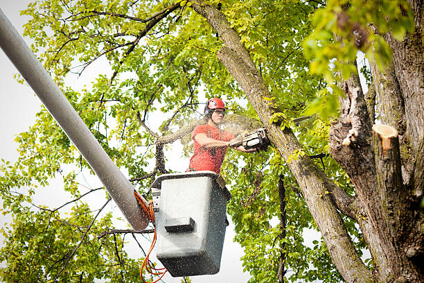 How Our Tree Care Process Works  in  Walkersville, MD