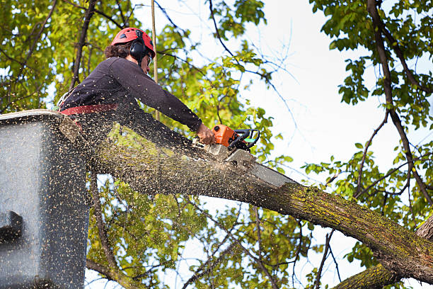 Best Seasonal Cleanup (Spring/Fall)  in Walkersville, MD