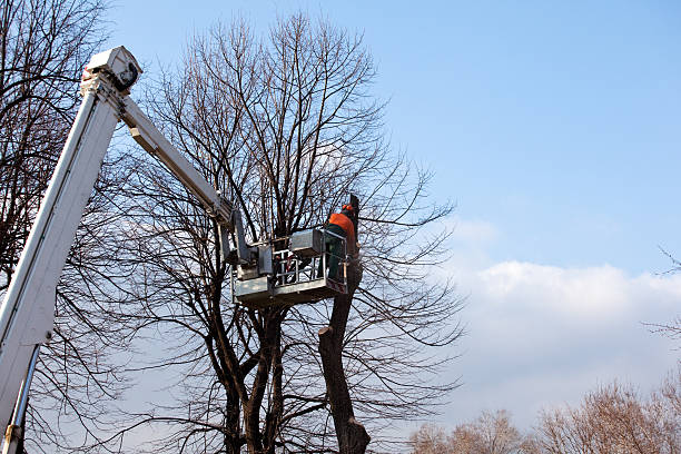 Best Tree Removal  in Walkersville, MD